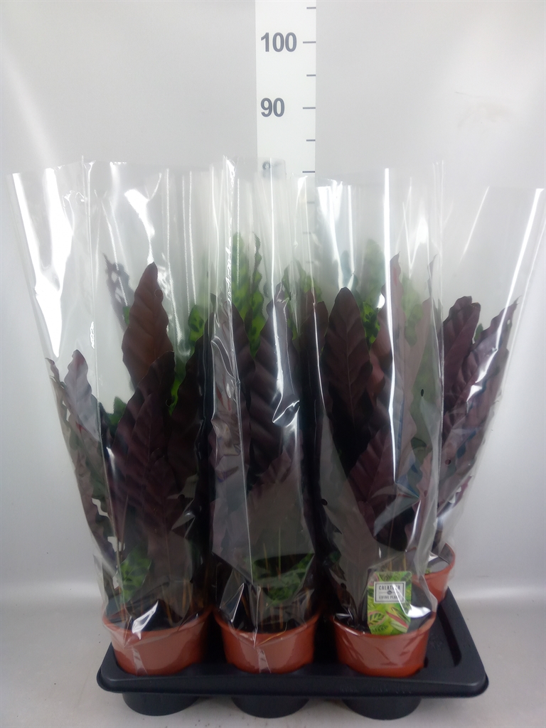 Calathea Lancifolia 17Ø 65cm
