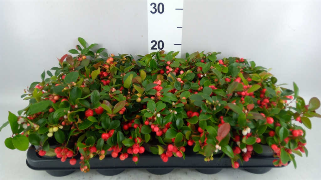 Gaultheria Big Berry 10Ø 20cm