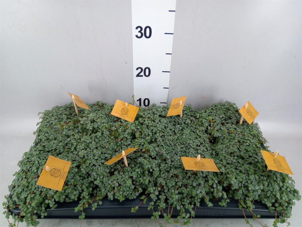 Pilea Glauc Greyzy 12Ø 20cm