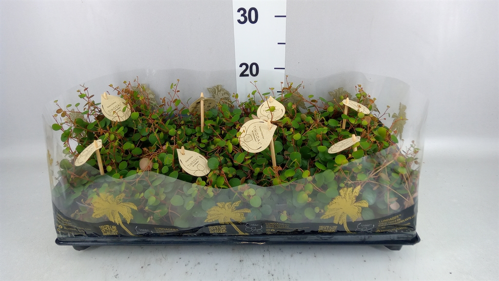 Peperomia Pepperspot 12Ø 30cm