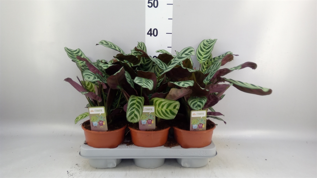 Ctenanthe Burle-Marx 14Ø 35cm