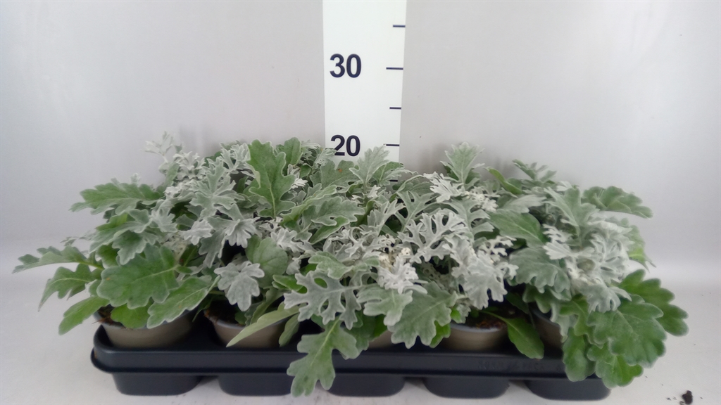 Jacobaea Maritima 12Ø 20cm