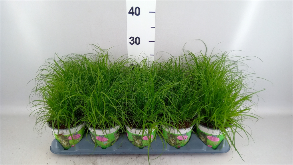Cyperus Alternifol 12Ø 30cm