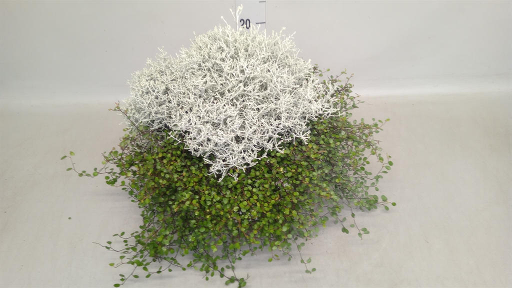 Leucophyta Brownii 23Ø 23cm