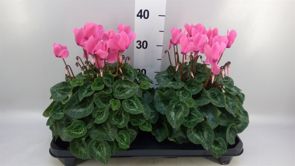 Cyclamen Super Serie Xl 15Ø 36cm