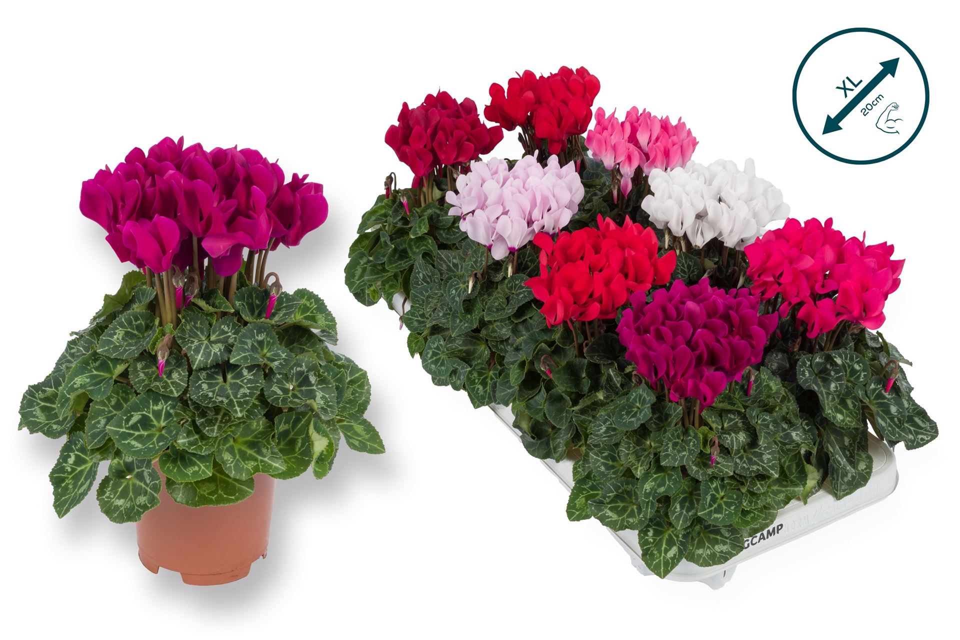 Cyclamen Super Serie Compact 10Ø 25cm