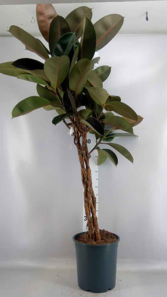 Ficus Burgundy 27Ø 120cm