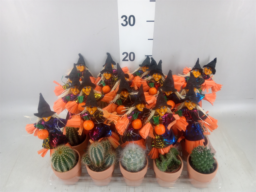 Cactus Mix 5Ø 10cm