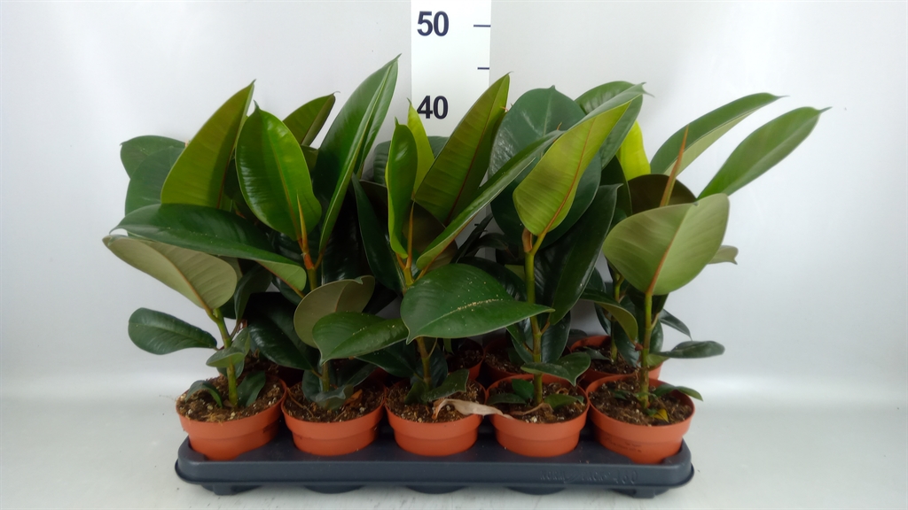 Ficus Robusta 12Ø 45cm