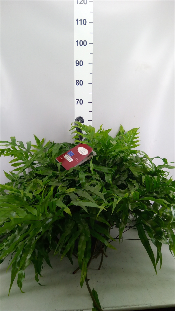 Micros Diversifolium 25Ø 60cm