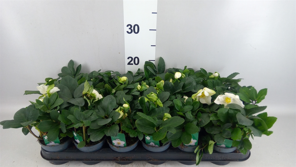 Helleborus Christmas Carol 9Ø 17cm