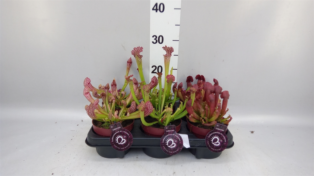 Sarracenia Overig 12Ø 25cm