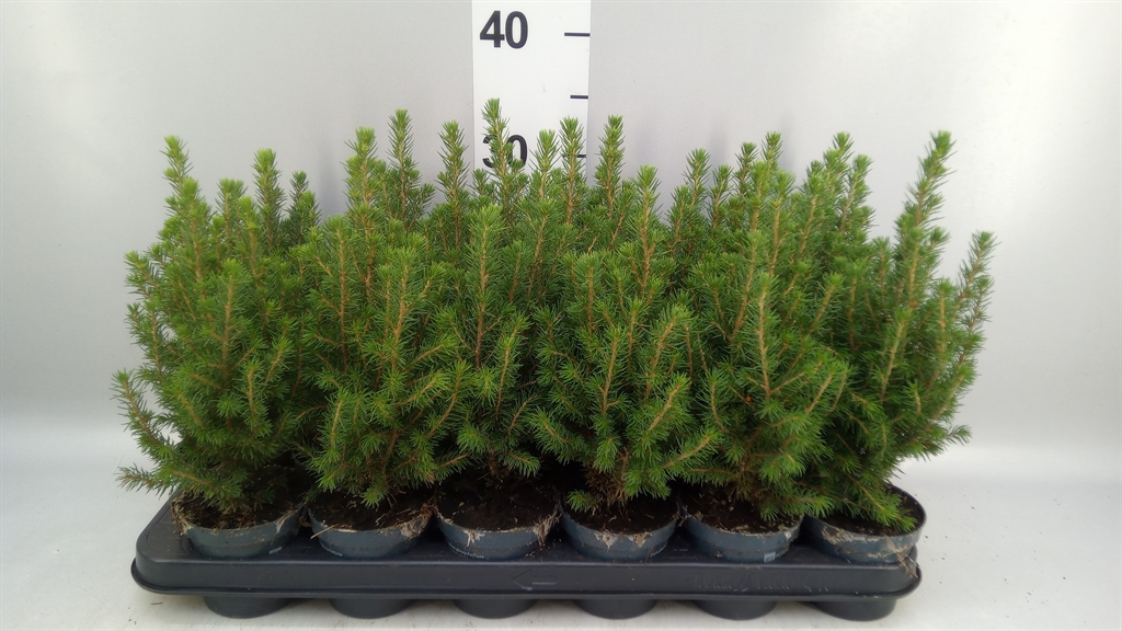 Picea Perfecta 9Ø 26cm