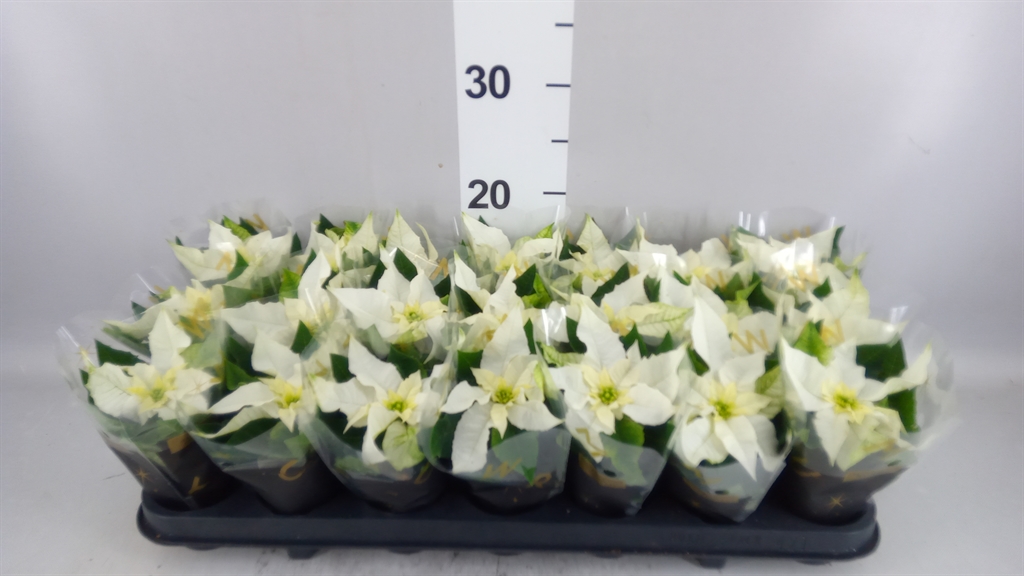 Euphor Princettia Pure White 6Ø 12cm