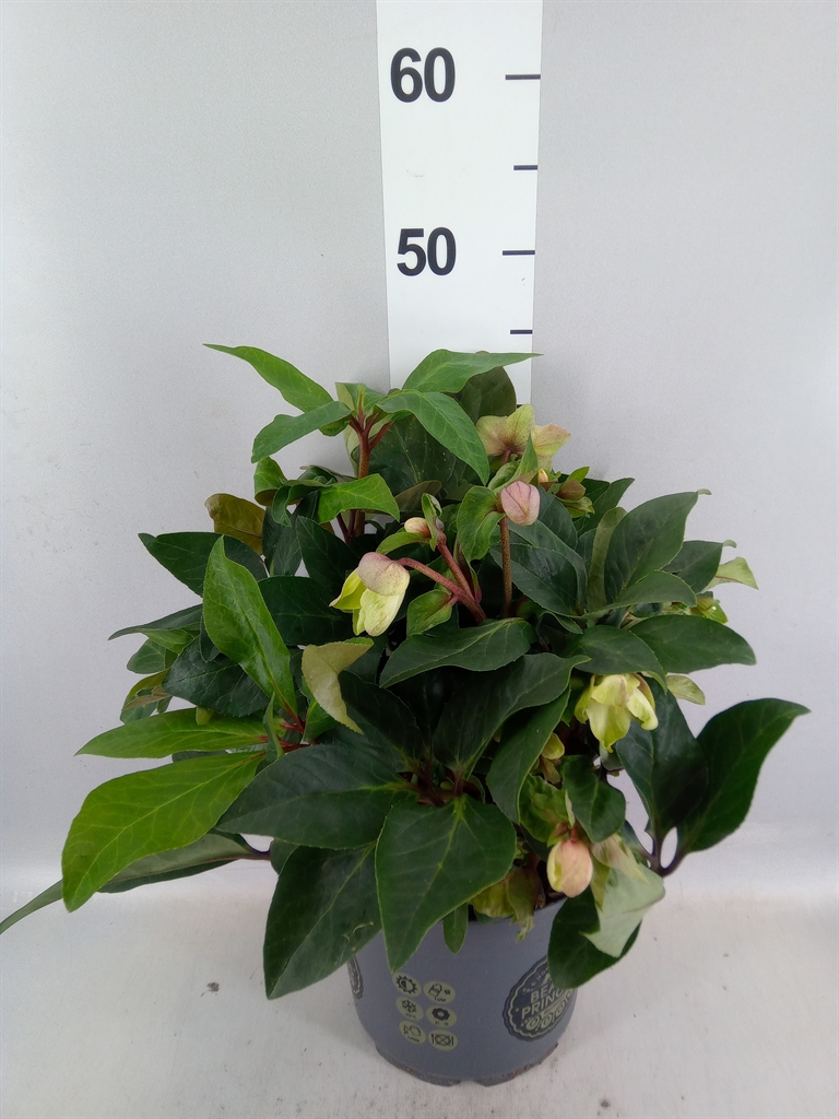 Helleborus Beauty Princess 21Ø 50cm