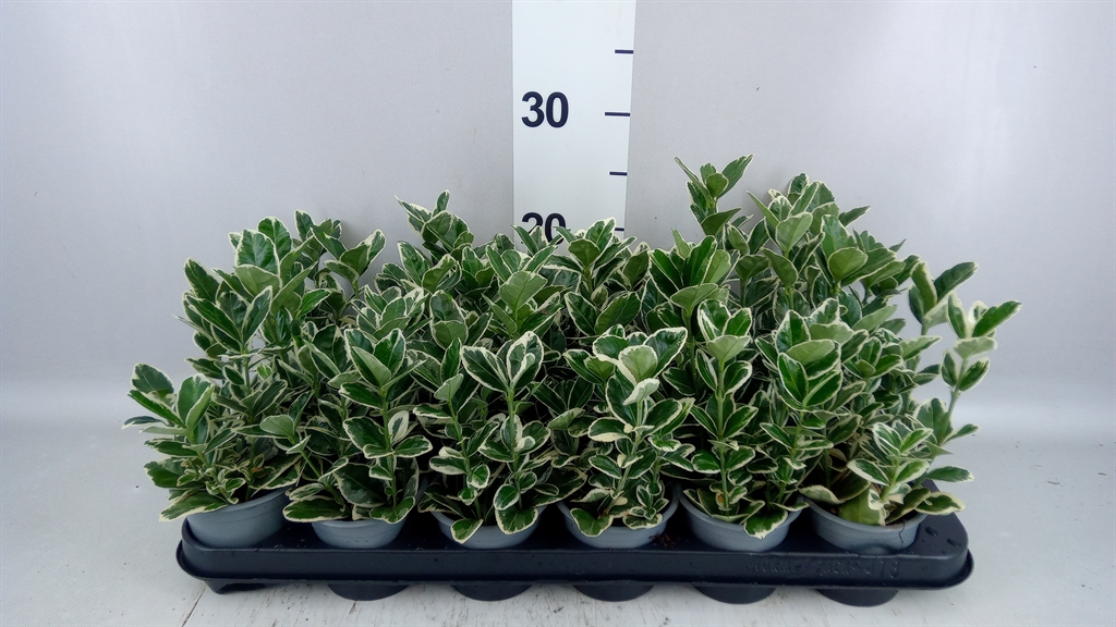 Euonymus Japonicus Marieke 9Ø 15cm