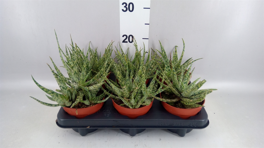 Aloe Somaliensis 12Ø 20cm