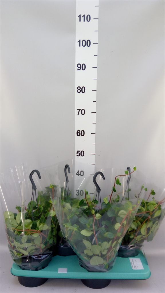 Pep Smaragd 17Ø 35cm