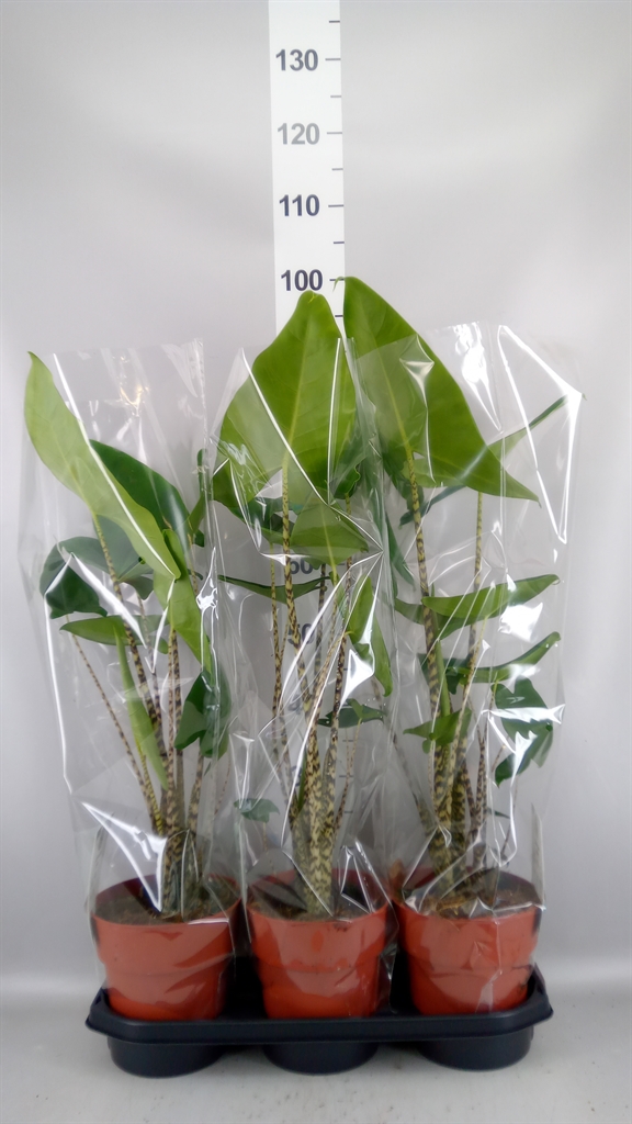 Alocasia Zebrina 19Ø 70cm