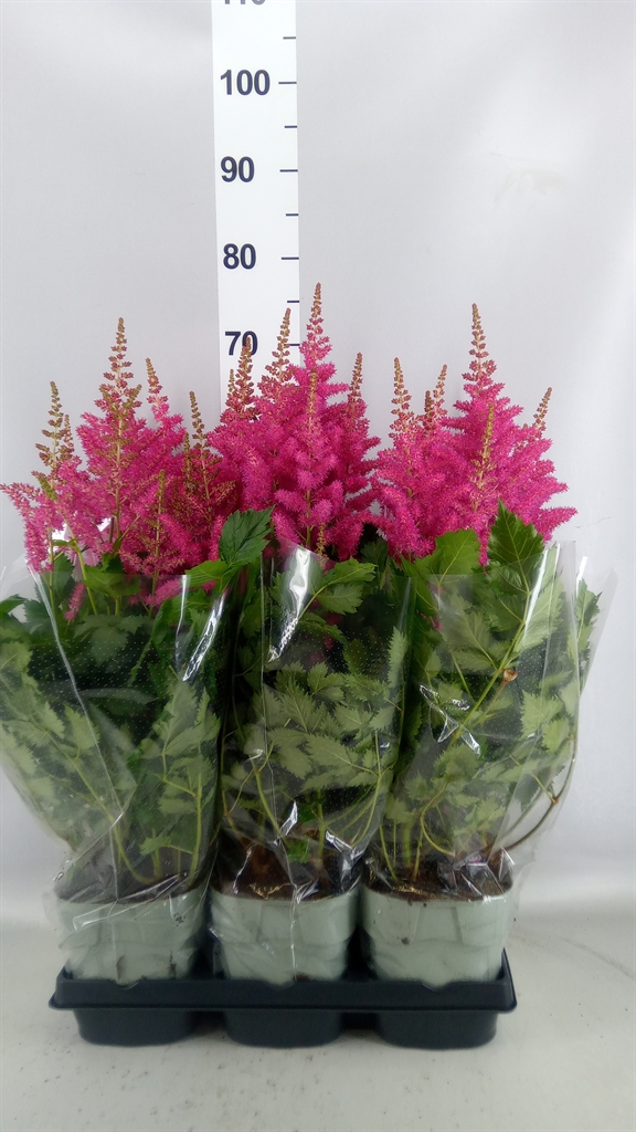 Astilbe Highlight 14Ø 60cm