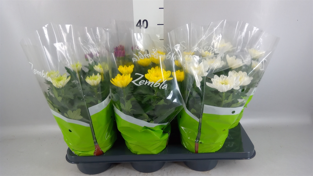Chrysanth Zembla Mix 15Ø 33cm