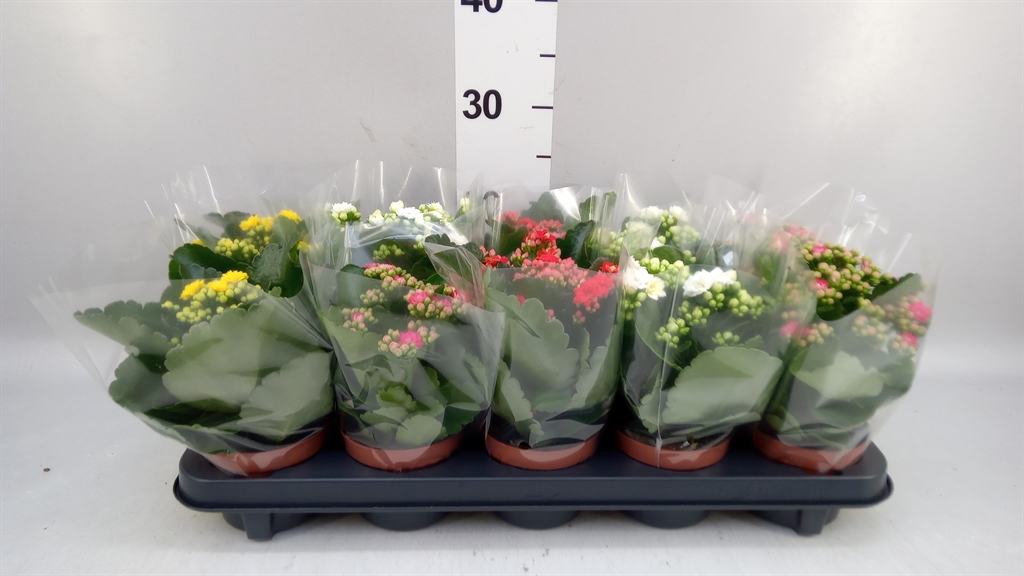 Kalanchoe Double Mix 10Ø 23cm