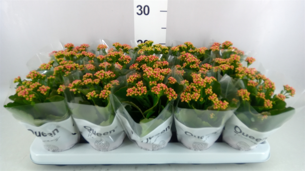Kalanchoe Double Rubio Red 9Ø 17cm