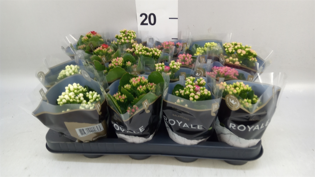 Kalanchoe Double Royale Mix 7Ø 15cm