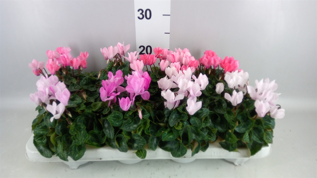Cyclamen Super Serie Crayon 10Ø 20cm