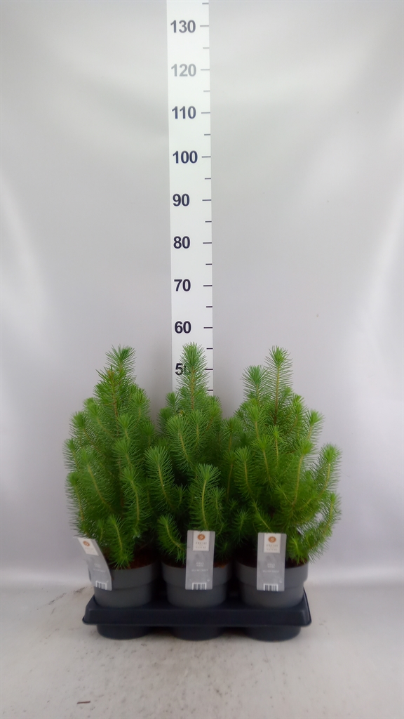 Pinus Pinea Silvercrest 15Ø 40cm