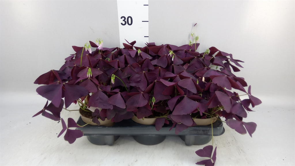 Oxalis Mijke 12Ø 20cm