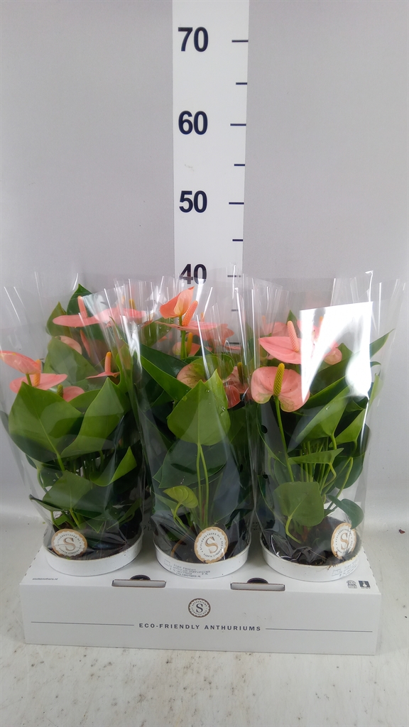 Anthurium Spirit 12Ø 40cm