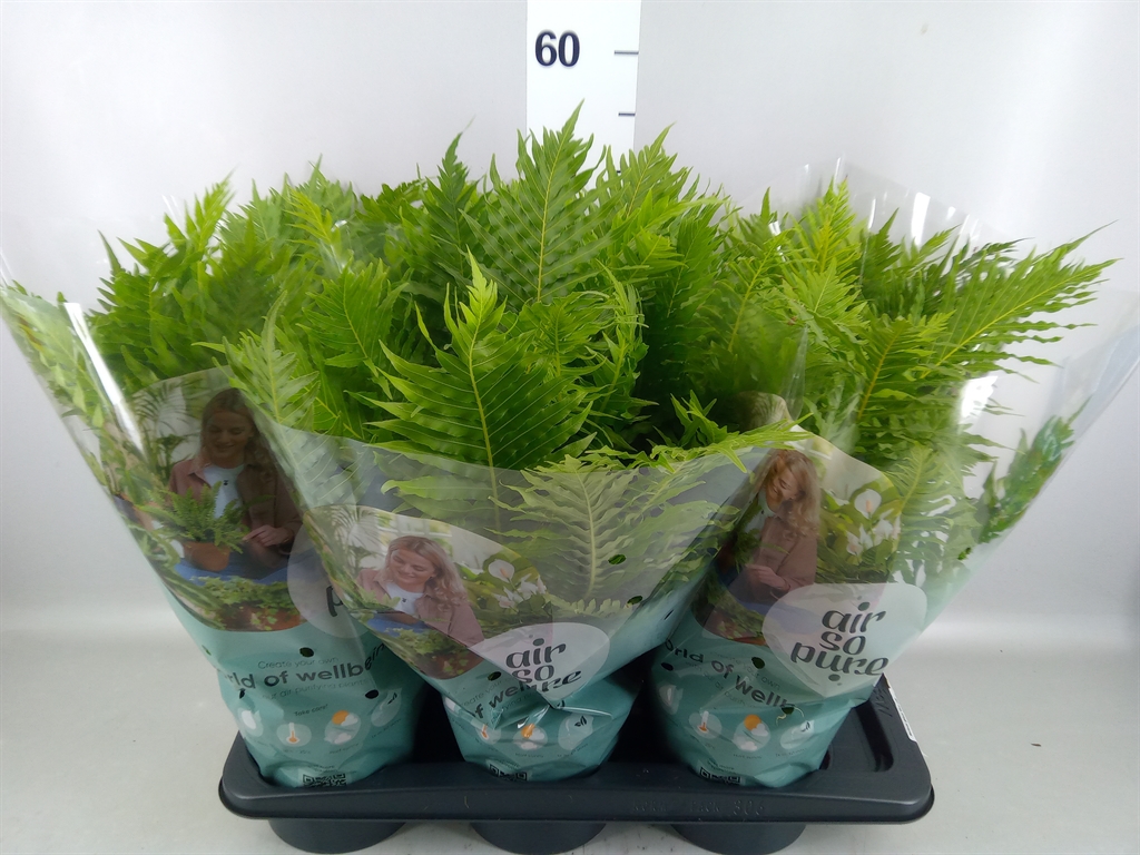 Blechnum Silver Lady 17Ø 50cm
