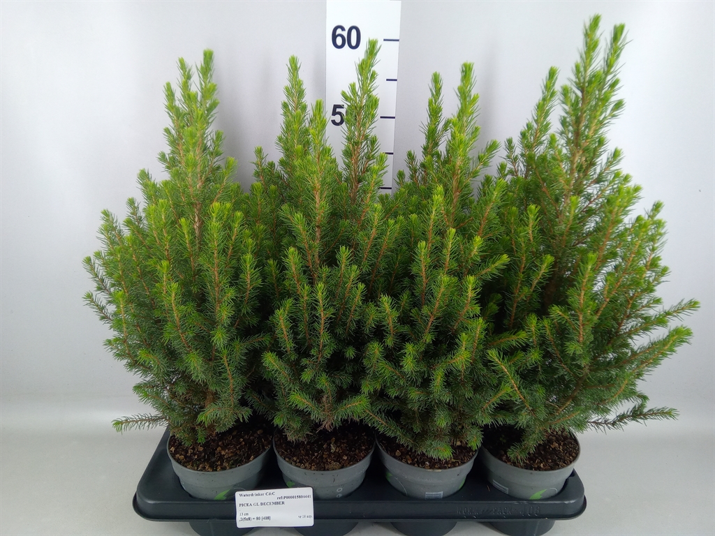 Picea December 13Ø 55cm