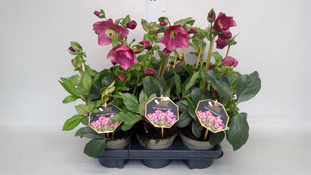 Helleborus Hgc Winter Ballet Karli 13Ø 35cm