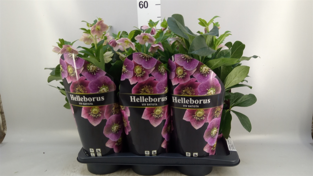 Helleborus Viv Batista 17Ø 50cm