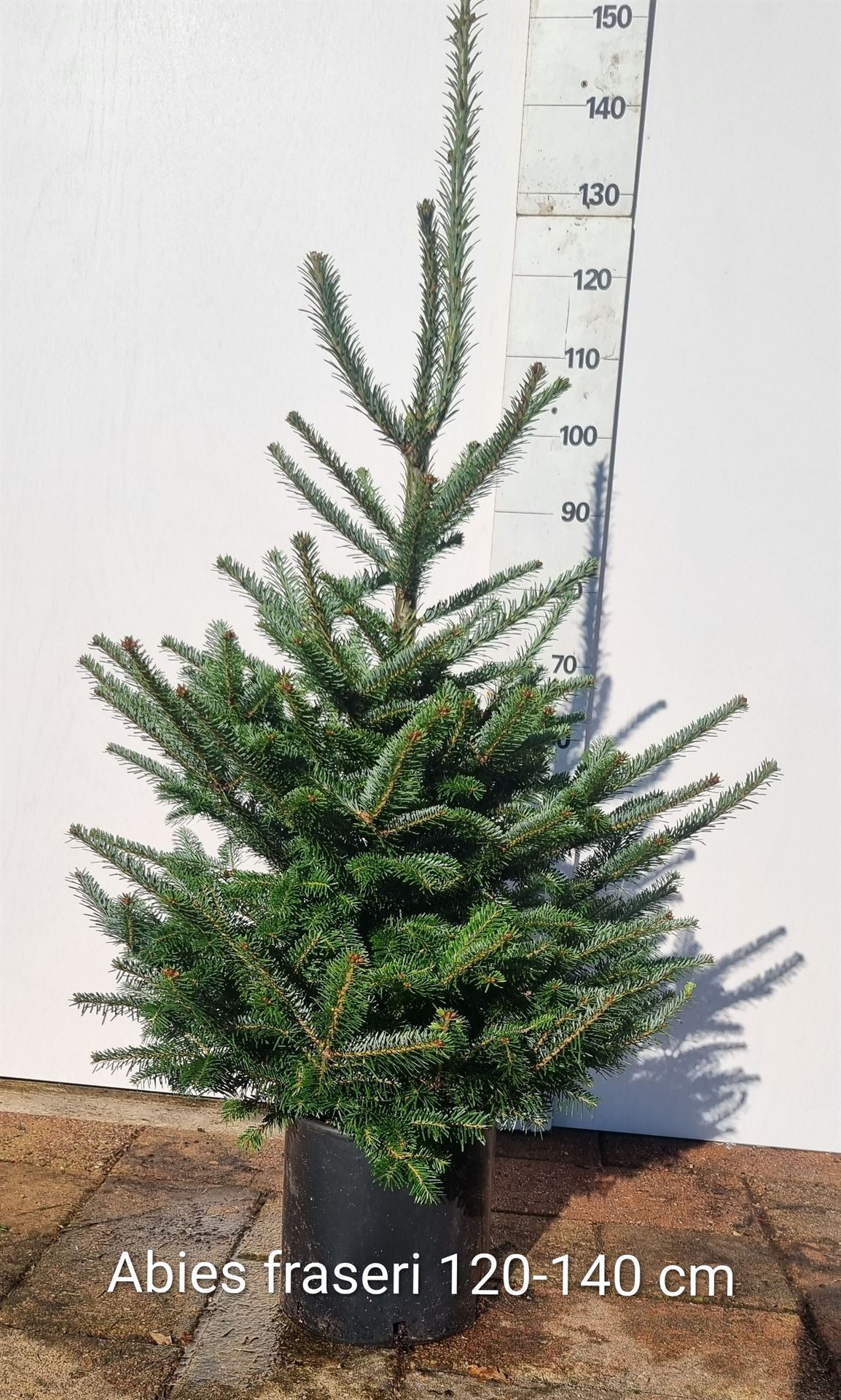 Abie Fraseri 28Ø 120cm