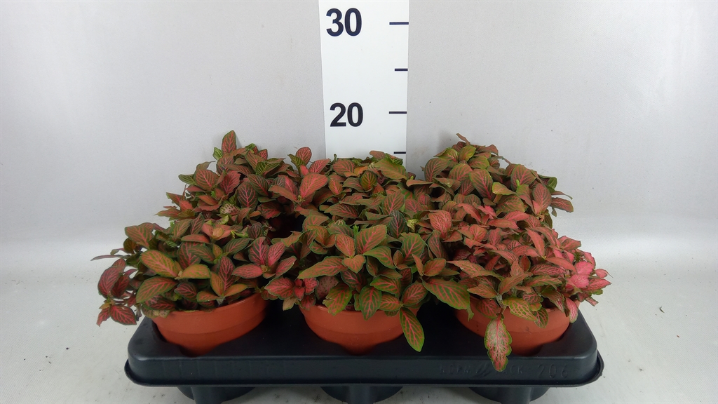 Fittonia Verschaffeltii Forest Flame 12Ø 20cm