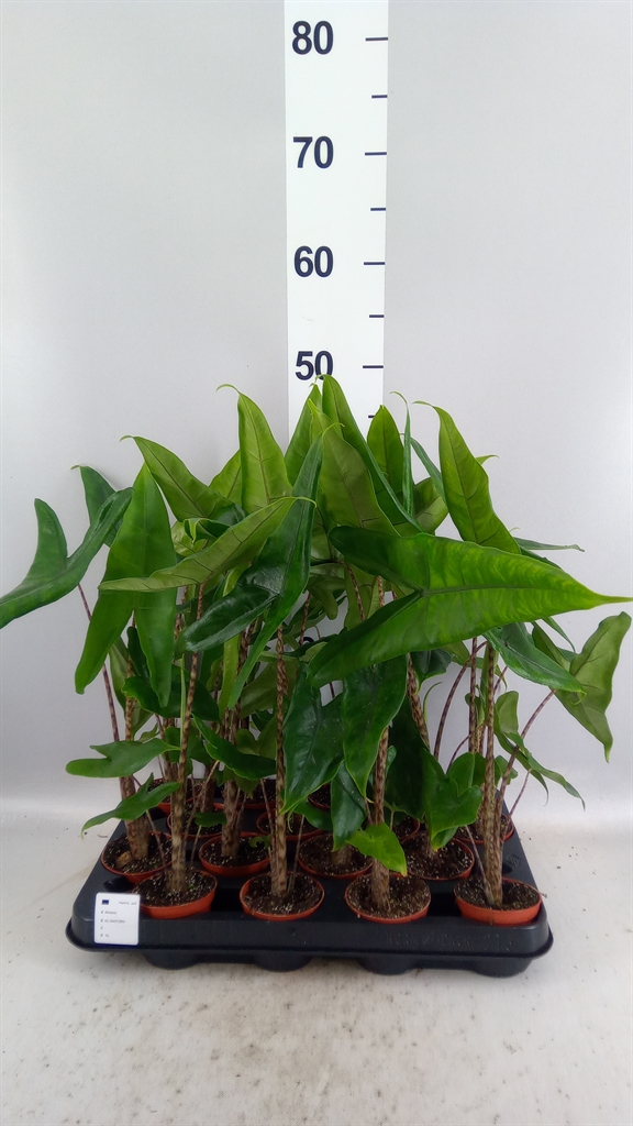 Alocasia Zebrina 7Ø 30cm