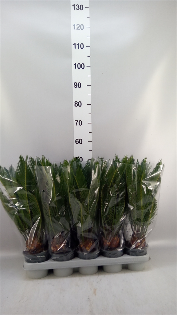 Cycas Revoluta 12Ø 45cm