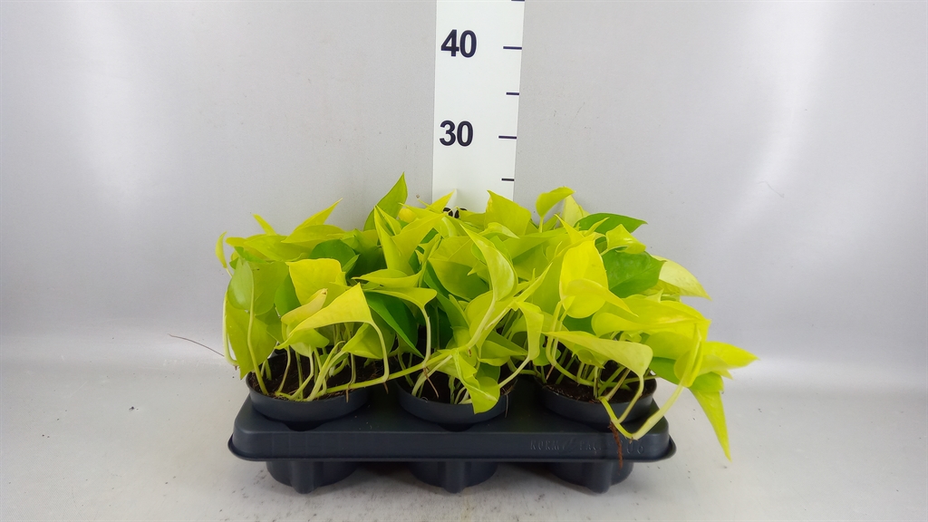 Phil Scan Lemon Lime 12Ø 20cm