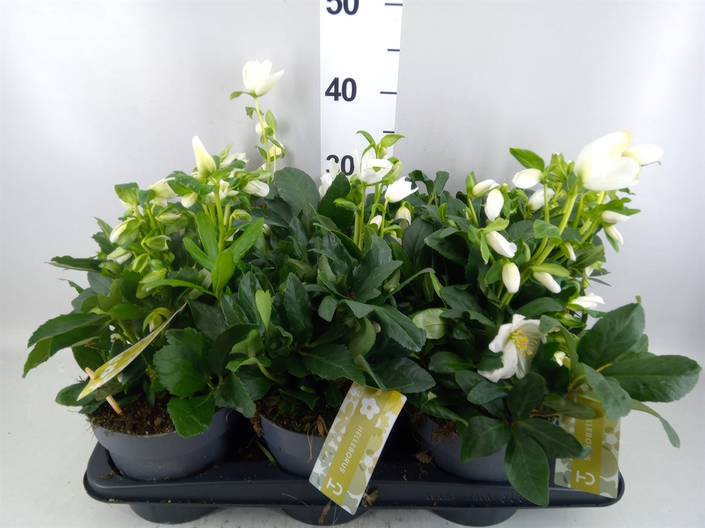 Helleborus Advent Star 17Ø 30cm