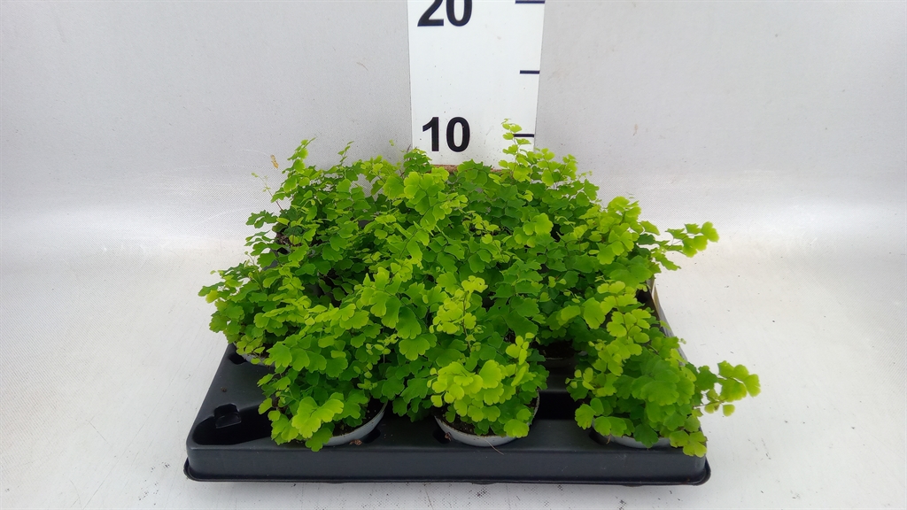 Adiantum Mix 6Ø 20cm