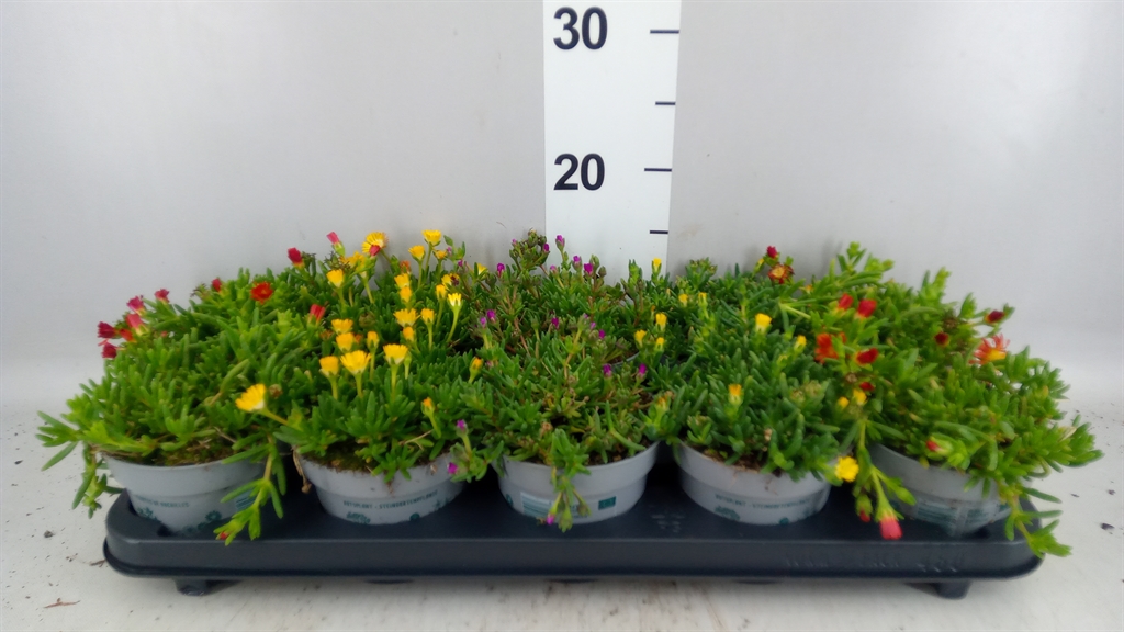 Delosperma Jewel Of Desert Mix 12Ø 10cm