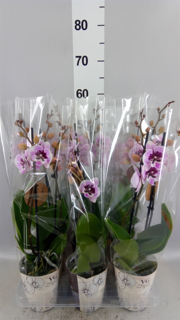 Phal Ov 12Ø 60cm