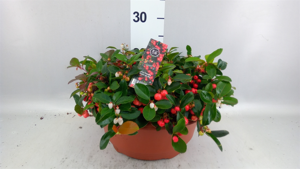 Gaultheria Big Berry 30Ø 23cm