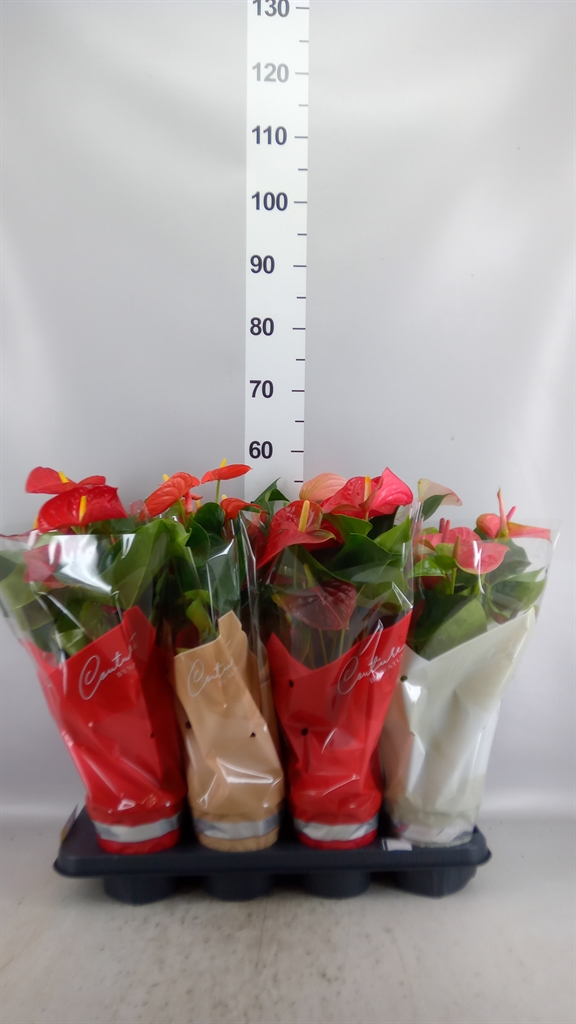 Anthu A Gemengd 4 Kl 14Ø 50cm