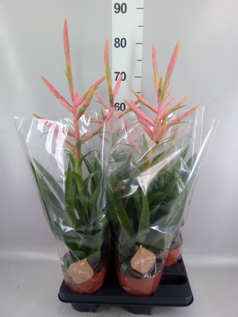 Tillandsia Dolce 15Ø 70cm