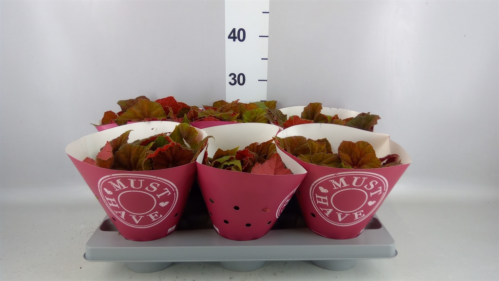 Begonia Leaf Beleaf Amber Love 13Ø 25cm