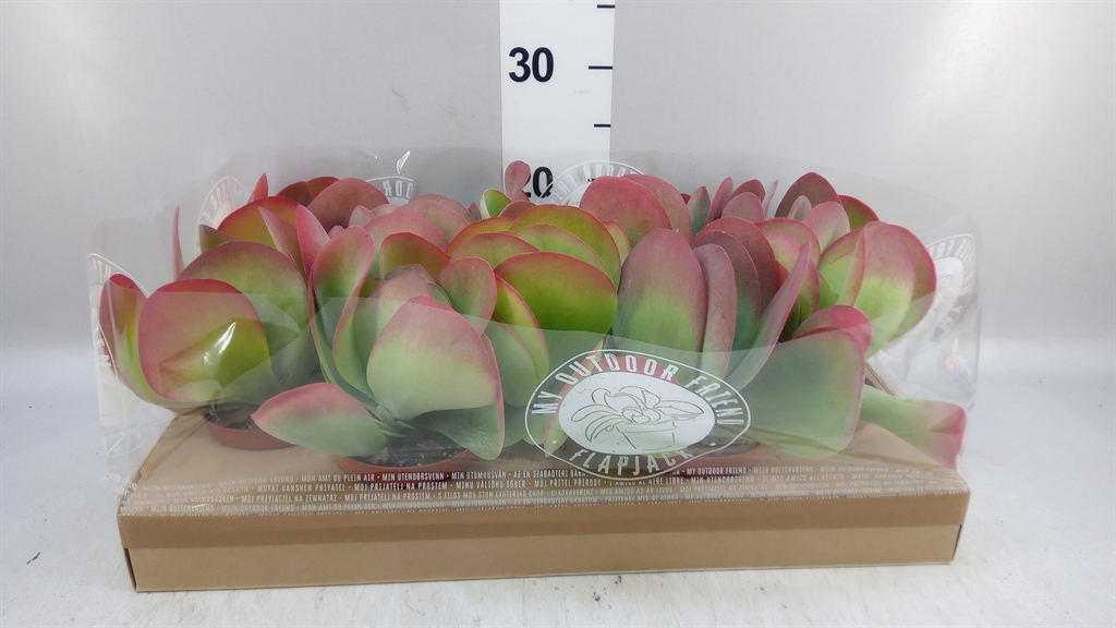 Kalanchoe Thyrsiflora 10Ø 20cm